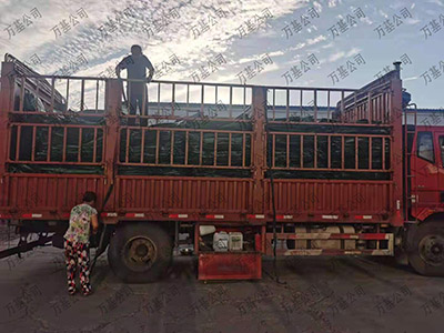 PET石笼网袋图片6